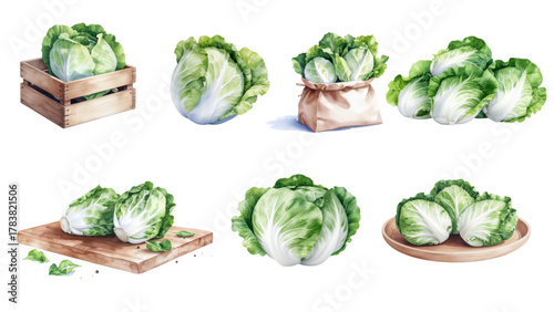 Watercolor Cabbage Collection Fresh & Crisp Heads of Lettuce