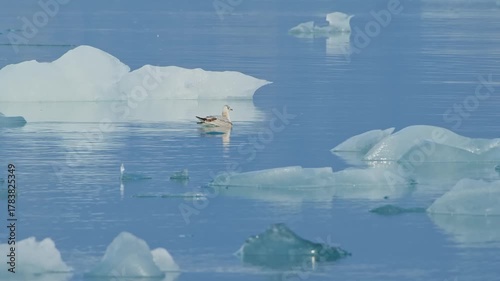 A serene shot of a bird, possibly a Common Eider, swimming gracefully in the tranquil turquoise waters of a glacial lagoon in Iceland.