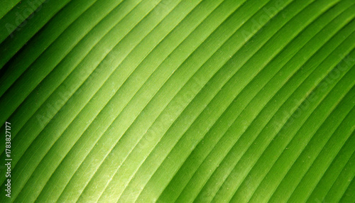 Organic green leaf texture with elegant parallel lines, providing a fresh and natural background, symbolizing growth, renewal, and environmental purity