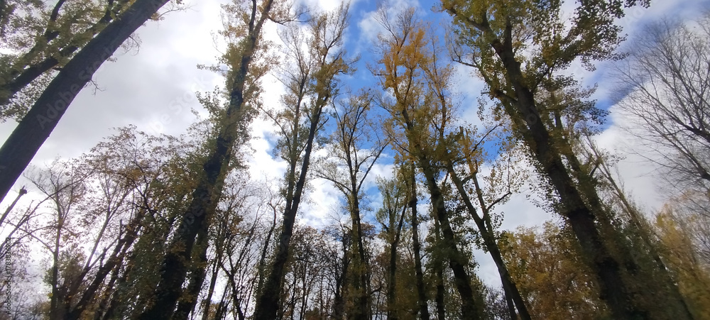 Fototapeta premium Árboles de otoño vistos desde el suelo en otoño