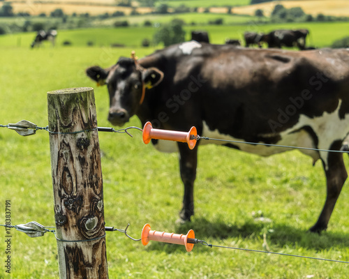 Cow grazing behind electric fence on a pasture in rural farmland during a summer day, with focus on the fence.