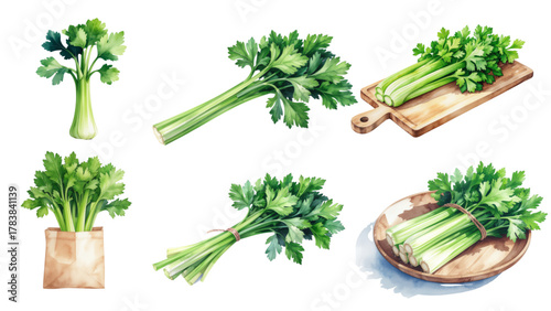 Watercolor Celery Collection Fresh and Vibrant Herbs for Culinary Creations
