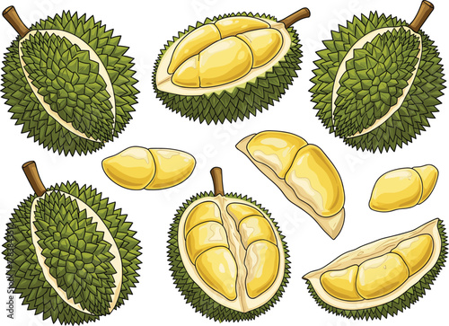 Durian fruit vector set, whole, halved, and flesh segments, tropical spiky shell, yellow edible interior, Southeast Asian food illustration