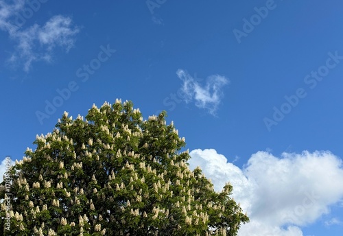 Spring horse chestnut tree Aesculus hippocastanum in full bloom against sky.