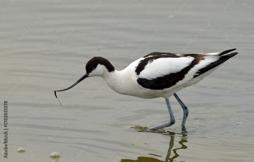Fototapeta premium Avocette élégante, Recurvirostra avosetta, Pied Avocet