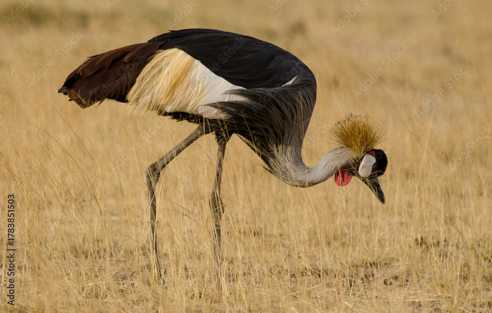 Naklejka premium Grue couronnée, Balearica pavonina, Black Crowned Crane