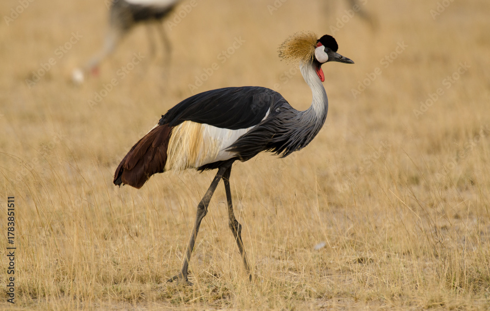 Obraz premium Grue couronnée, Balearica pavonina, Black Crowned Crane
