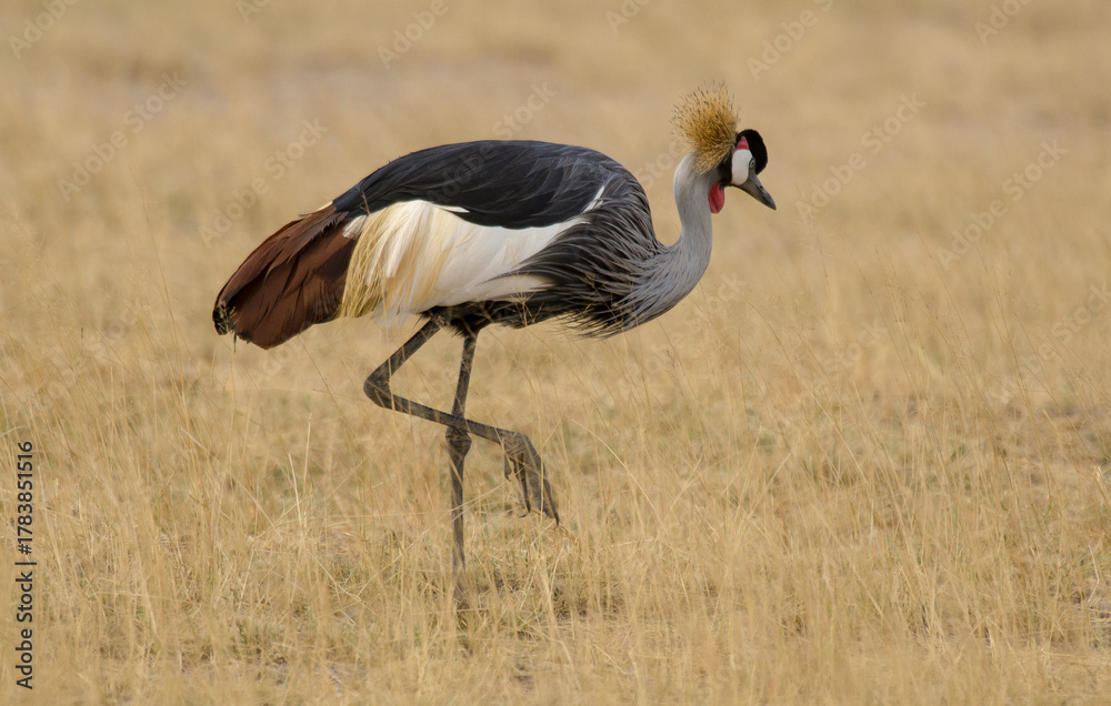 Naklejka premium Grue couronnée, Balearica pavonina, Black Crowned Crane