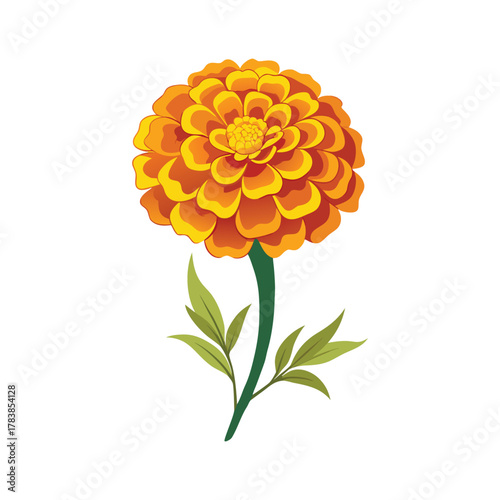 Marigold in white background