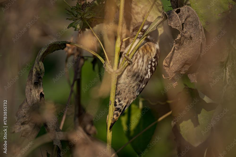 Fototapeta premium A bird that eats caterpillars