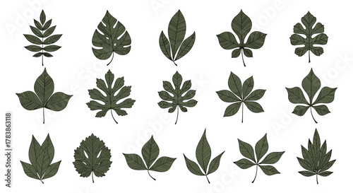 A collection of diverse green leaves showing various shapes and venation patterns for botanical study and design.