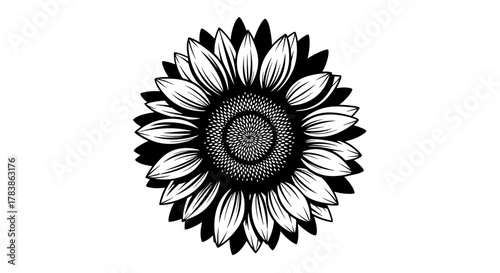 Detailed black and white sketch of a blooming sunflower with radiating petals and a textured center.