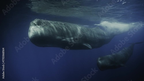 4K underwater footage of sperm whales in their natural habitat: close-ups, smooth motion, deep-blue ocean, and a clean documentary style perfect for archives and broadcast content.