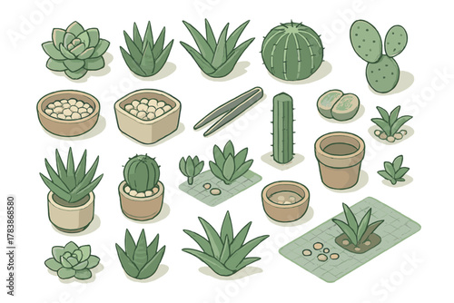 Isometric collection of potted succulents, cacti, aloe vera, and gardening tools