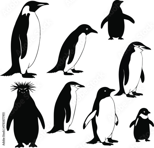  kinds of different penguin vector art silhoueette with white background