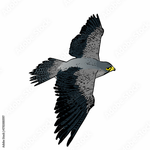 A detailed vector illustration of a flying raptor bird with realistic feathers and dynamic wing position.