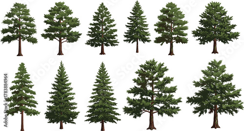 Coniferous trees illustration, evergreen forest silhouettes, pine tree shapes, botanical diversity, nature design elements, forestry graphics, environmental concept, vector art