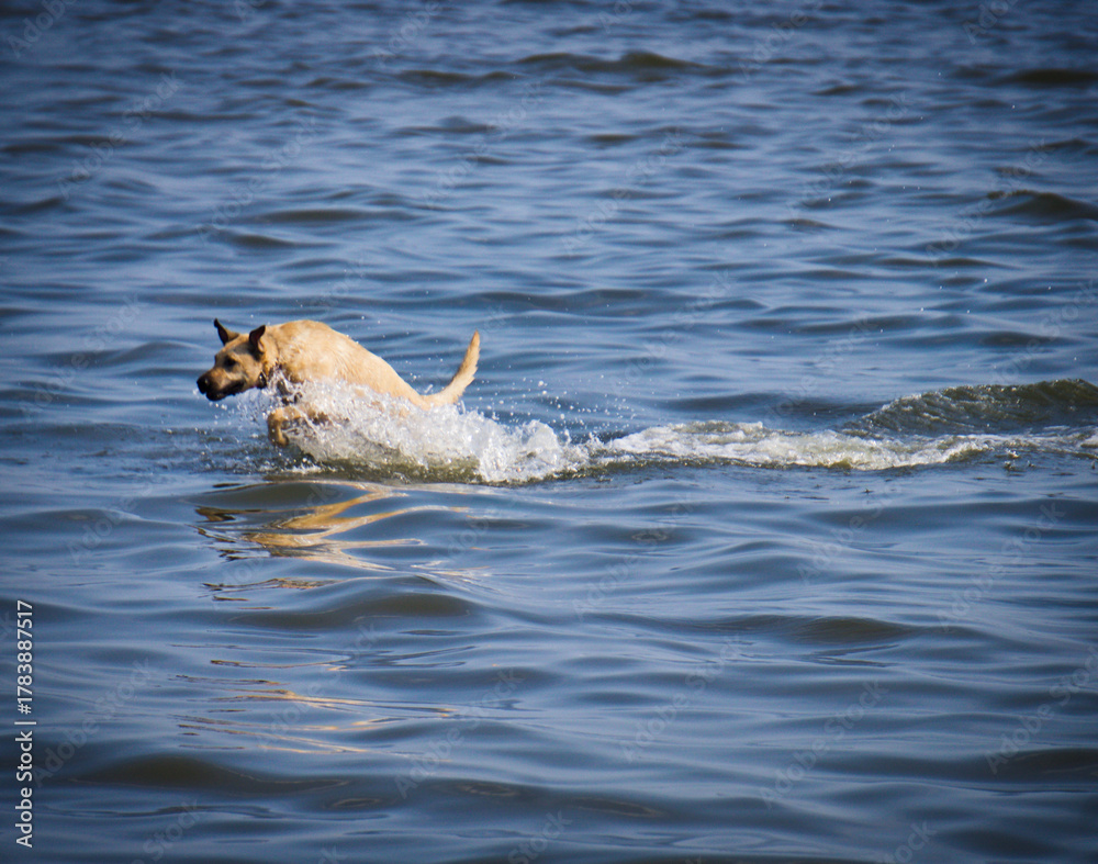 Fototapeta premium dog in water
