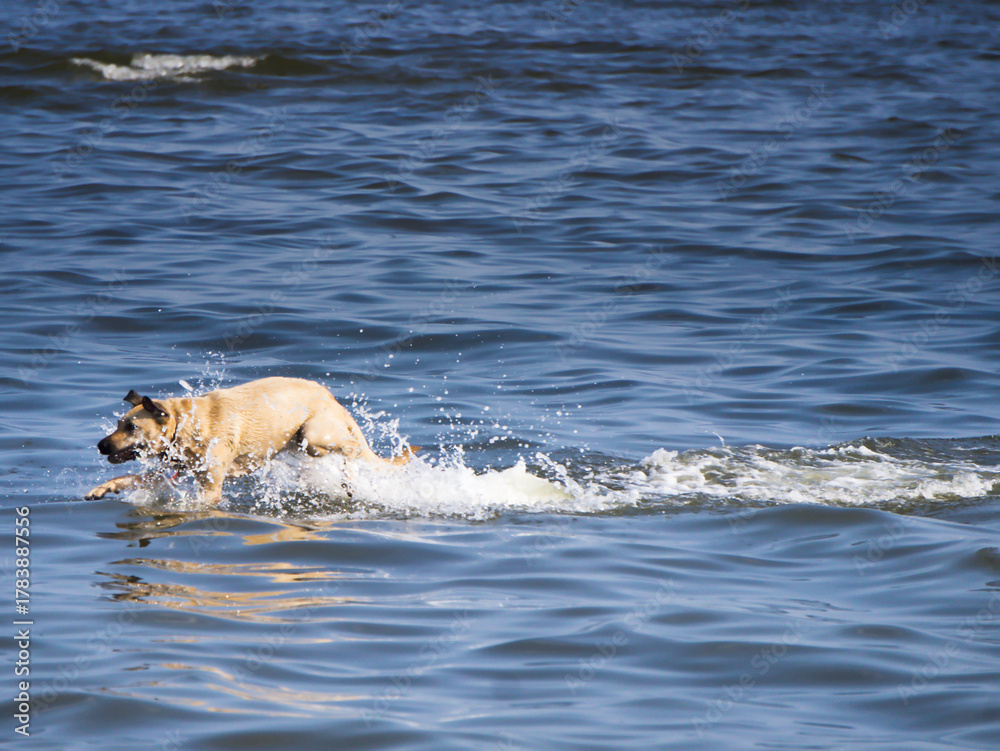 Fototapeta premium dog playing in water