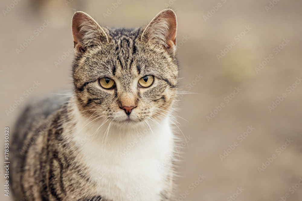 Naklejka premium portrait of a cat