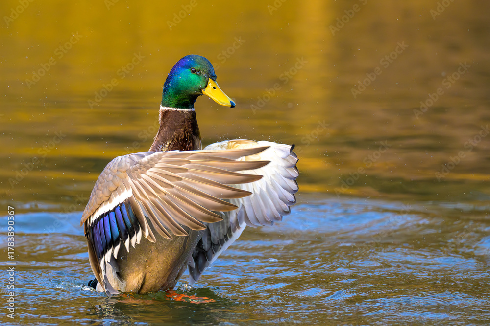 Obraz premium mallard duck