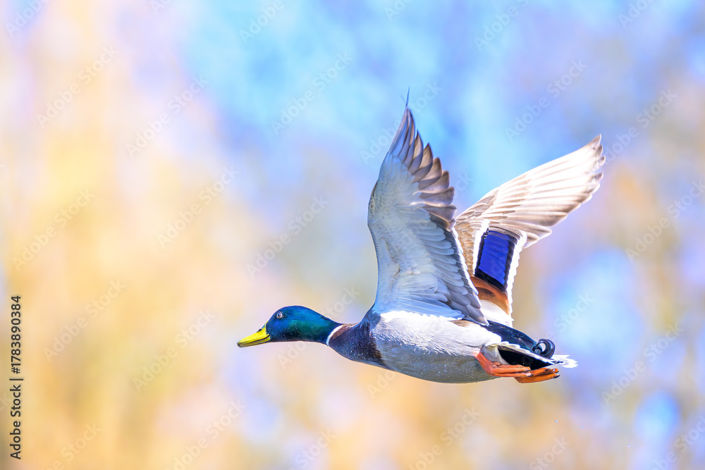 Obraz premium mallard duck