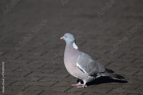 Pigeon