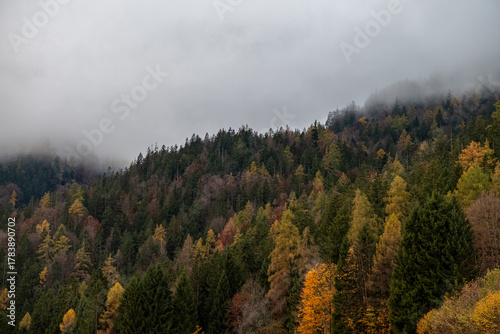 Autumn landscape near Berchtesgarden in Southern Germany with fog. Autumn forest with fog and the view of fail foliage