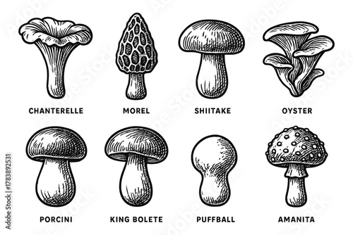 Vintage mushroom collection: detailed black and white sketches of edible and inedible fungi