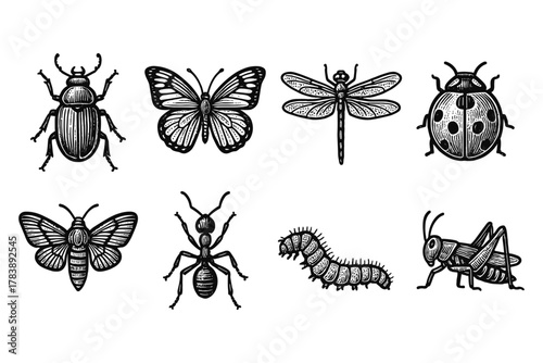 Vintage insect collection with butterfly, beetle, dragonfly, ant, caterpillar, and cricket
