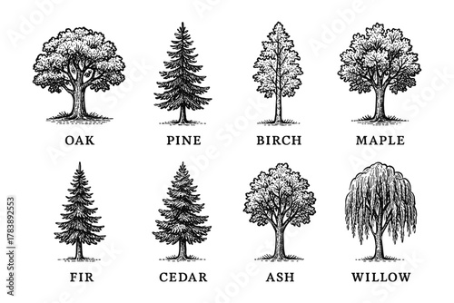 Vintage hand drawn trees collection: oak, pine, birch, and more in detailed black and white