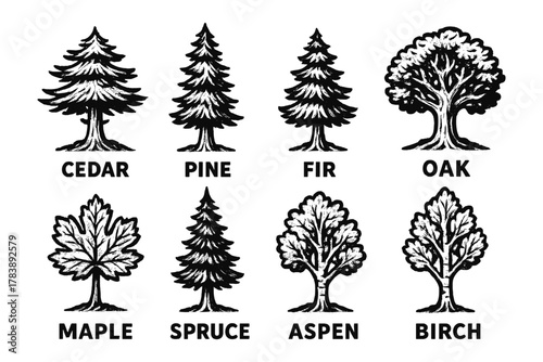 Set of eight detailed tree drawings featuring cedar, pine, fir, and more