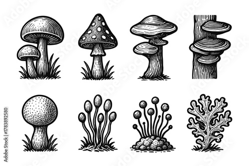 Vintage black and white mushroom collection: intricate fungus and lichen designs