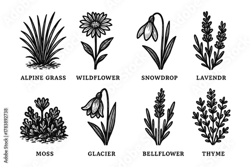Black and white botanical sketches of various plants and flowers
