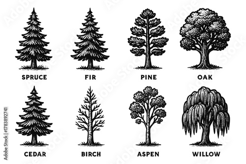 Detailed black and white drawing of different tree types with names