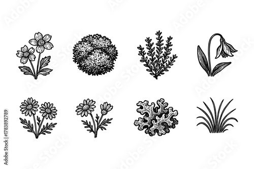 Hand-drawn floral collection featuring detailed botanical elements