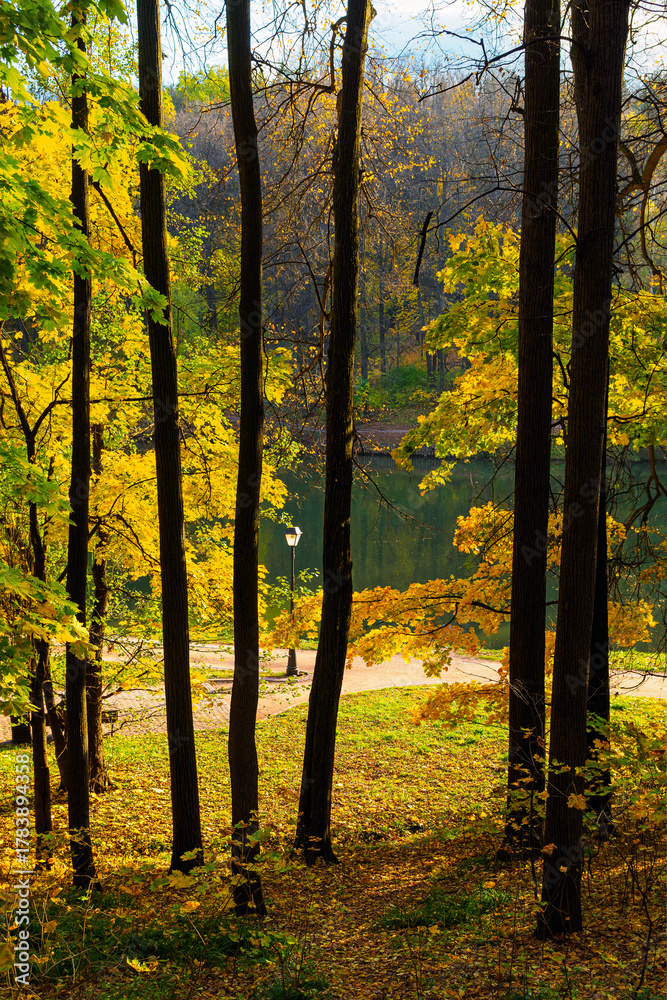 Fototapeta premium grove and pond in the city park in October