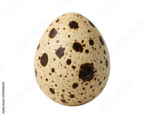 Quail Egg Isolated on White Background with Full Depth of Field
