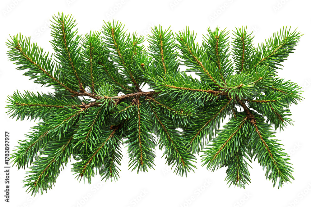 Obraz premium A vibrant green pine branch with lush needles against a white isolated background.