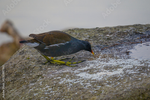 Moorhen eating white grains scattered on a big stone