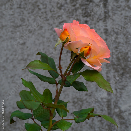 Pink rose with buds on a gray background