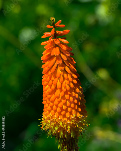 The flower of garden torch lily on green background