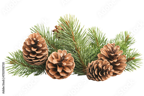 Pine cones and greenery arranged beautifully, perfect for seasonal decor and nature themes, on a white isolated background.