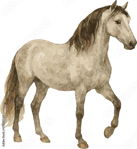 Vector adorable realistic watercolor illustration of a Andalusian horse