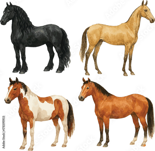 Collection of vector watercolor painted various horse breeds