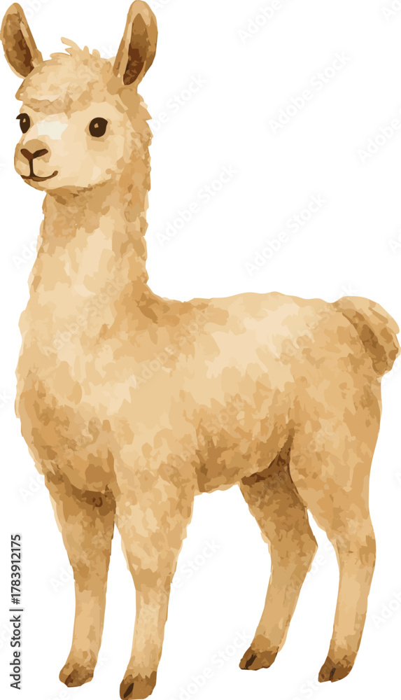 Fototapeta premium Vector watercolor illustration of a llama