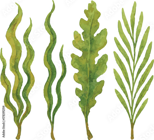 Vector watercolor illustrations of kelp
