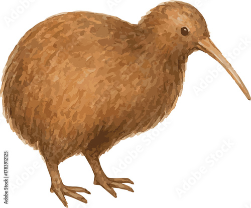 Vector watercolor illustration of a statue of kiwi bird