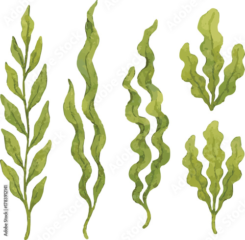 Vector watercolor illustrations of kelp