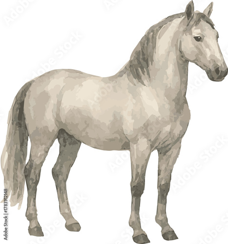 Vector adorable realistic watercolor illustration of a Lipizzaner horse